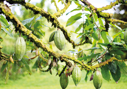 Advancing responsible sourcing at Hershey's