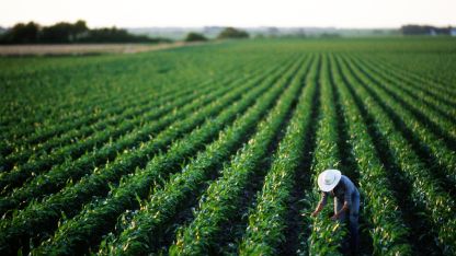 A farmer stands in a lush corn field, surrounded by tall green stalks under a clear blue sky.
